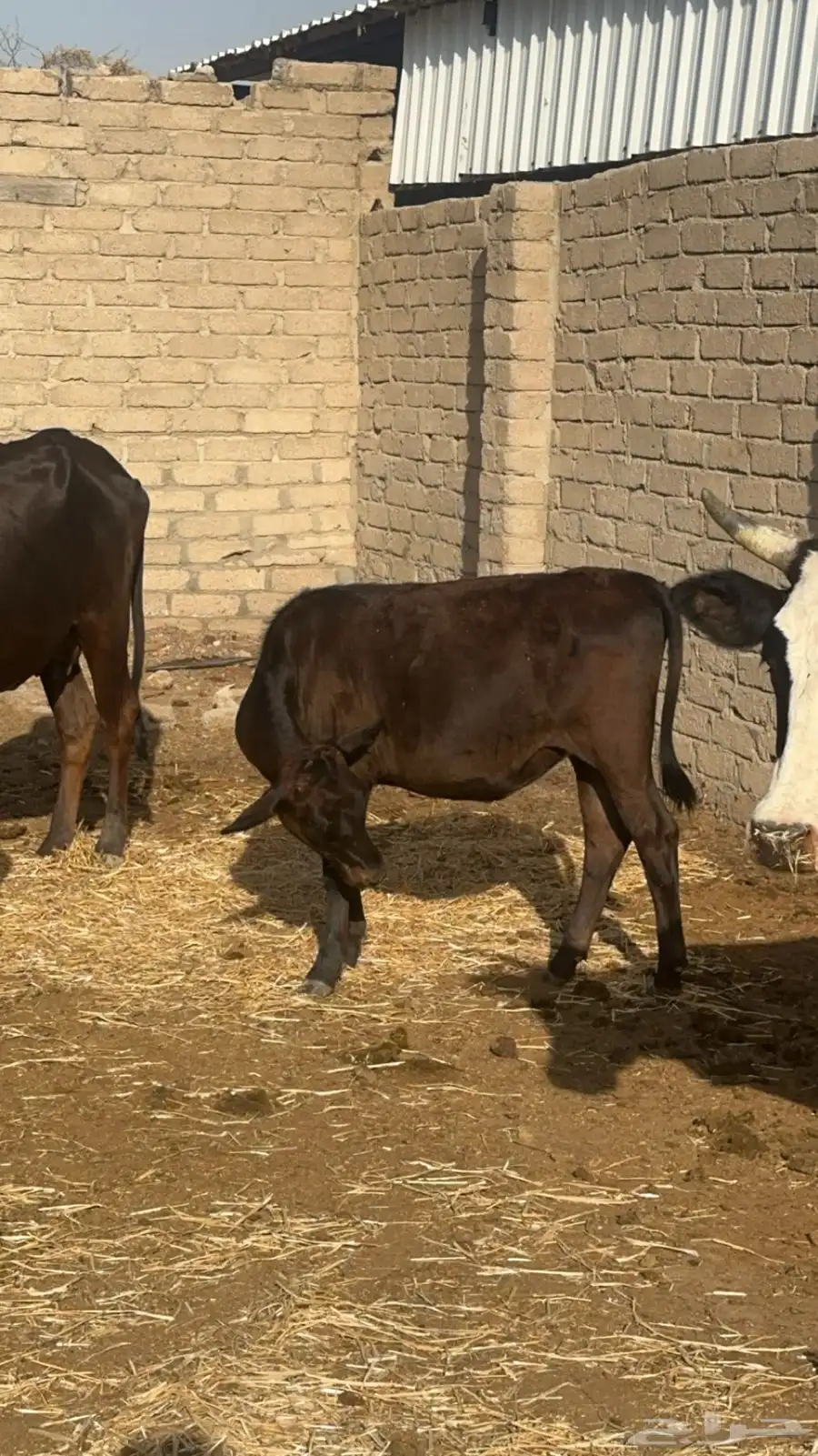 بقر للبيع 18