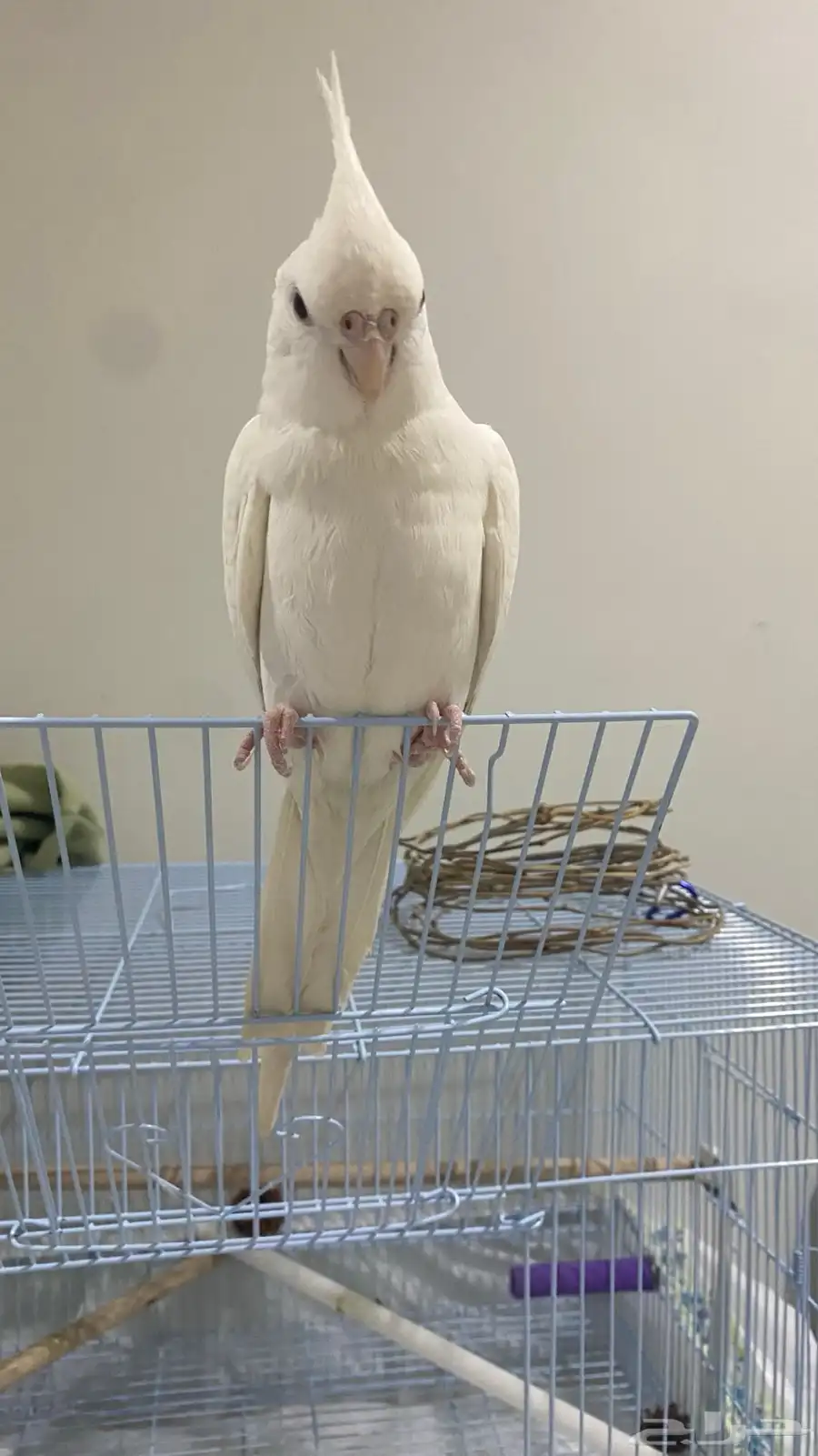 بغبغاء كروان البينو عيونه حمراء 2