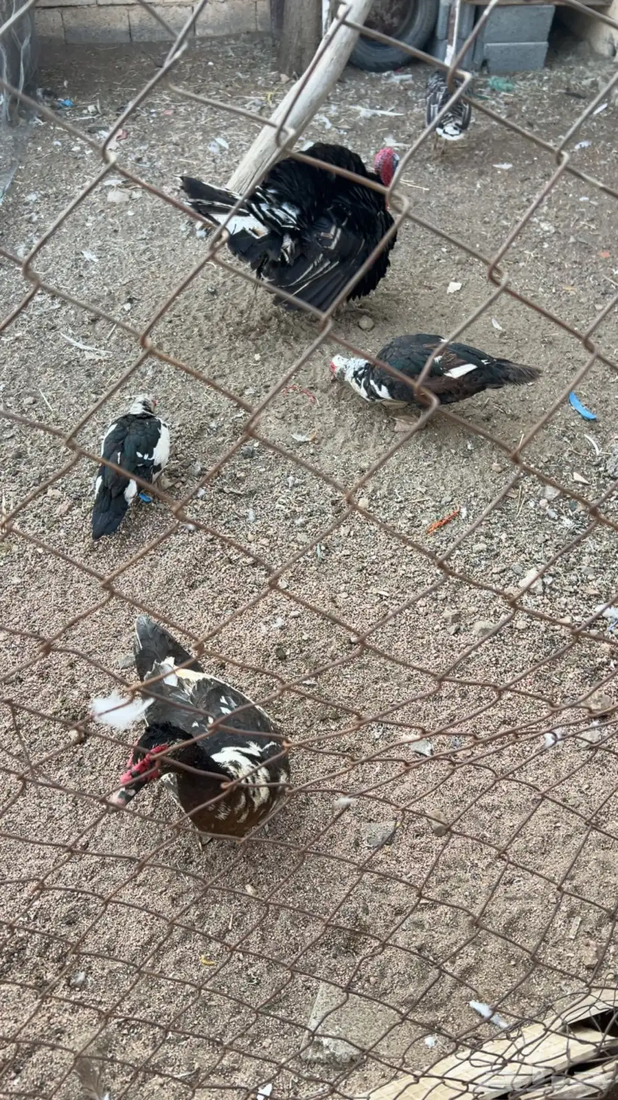 بط بلدي منتج 0