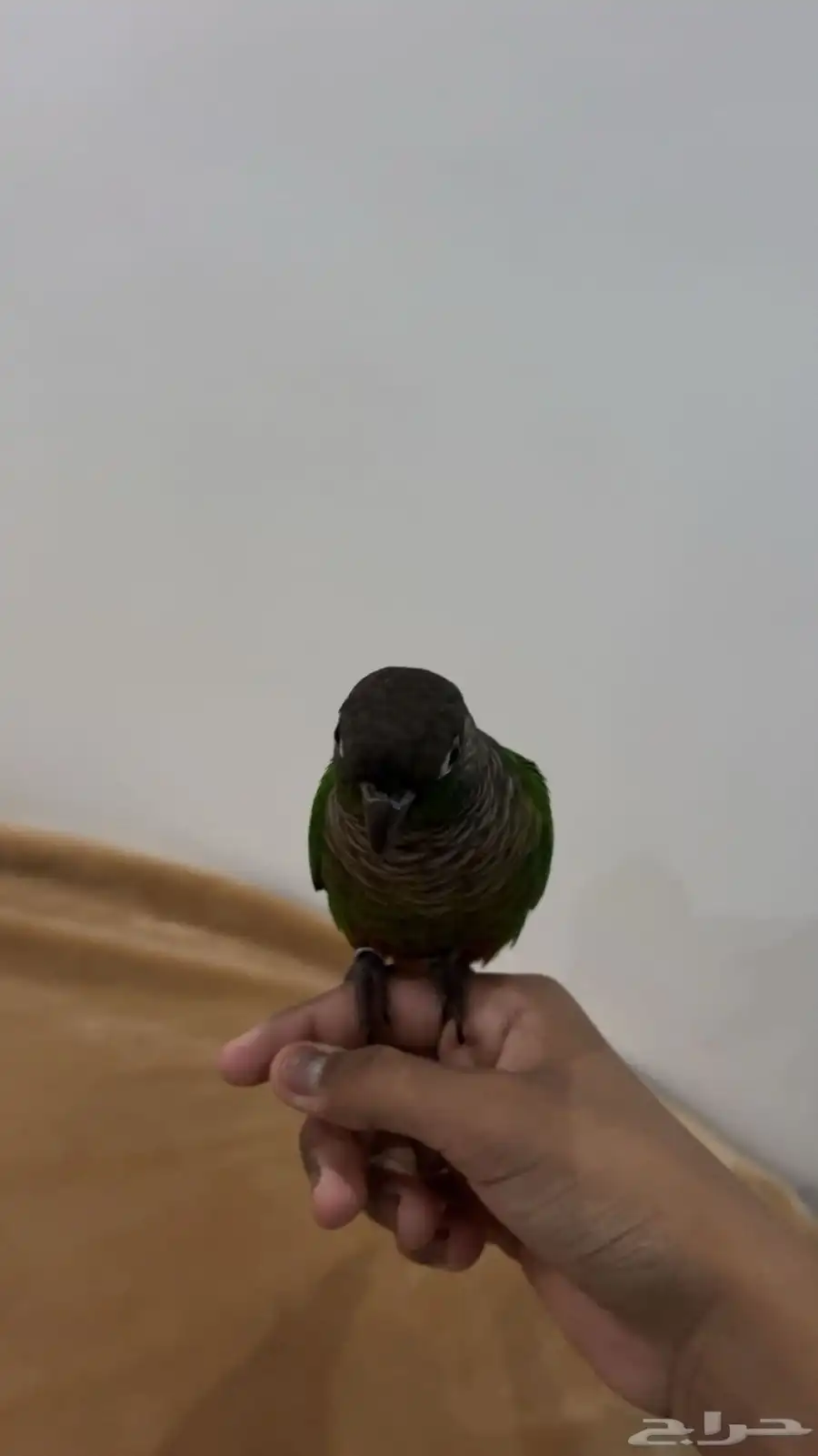للبيع كنيور 5