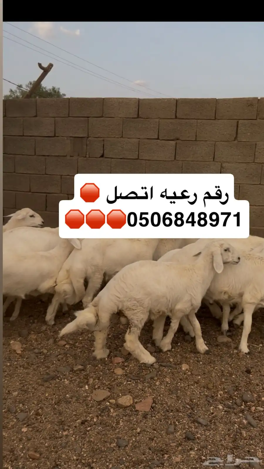 خرفان جبره 8