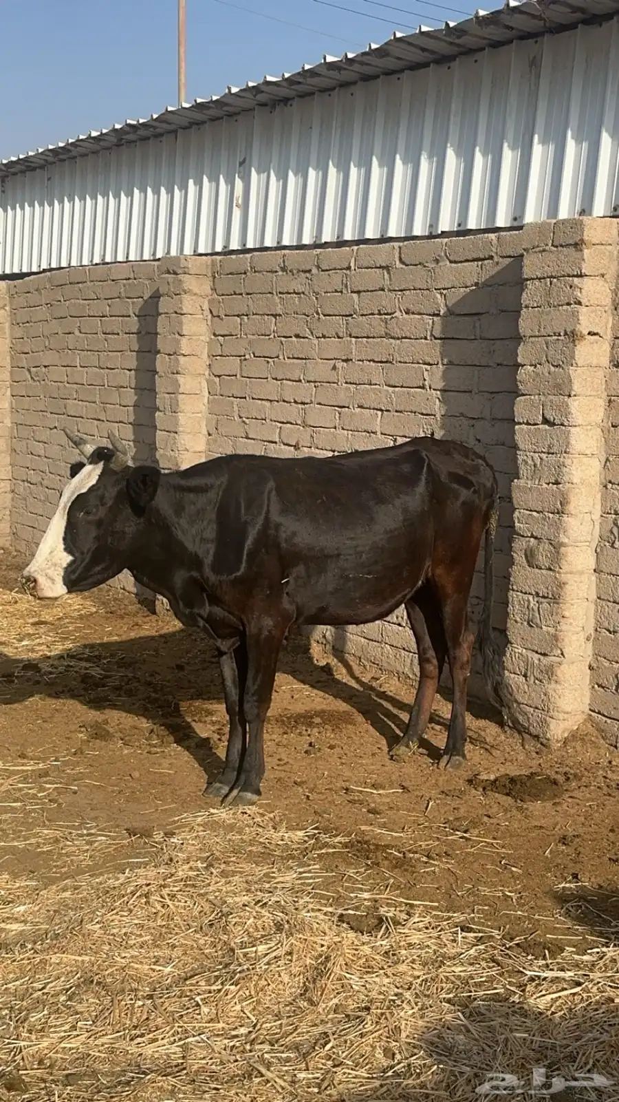 بقر للبيع 17