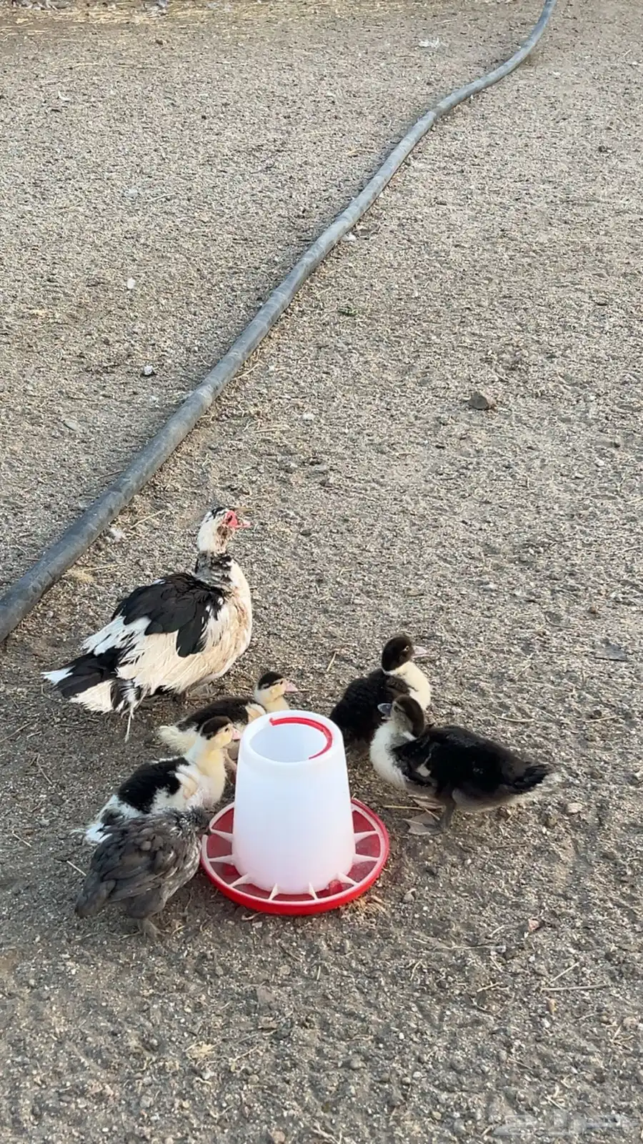 بط بلدي منتج 6