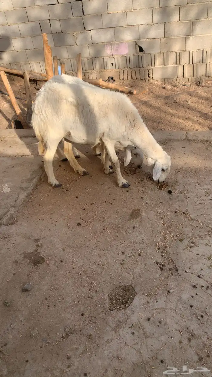 نعجه تم البيع 0