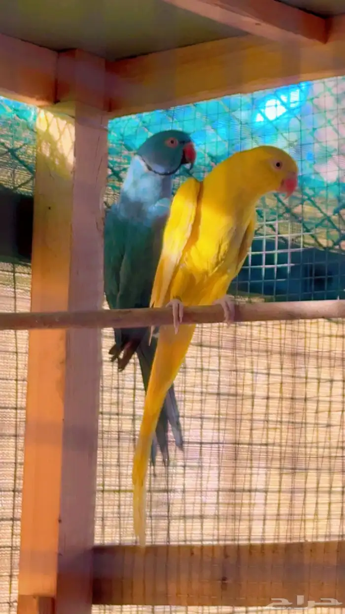 زوج دره هولندي للبيع 2