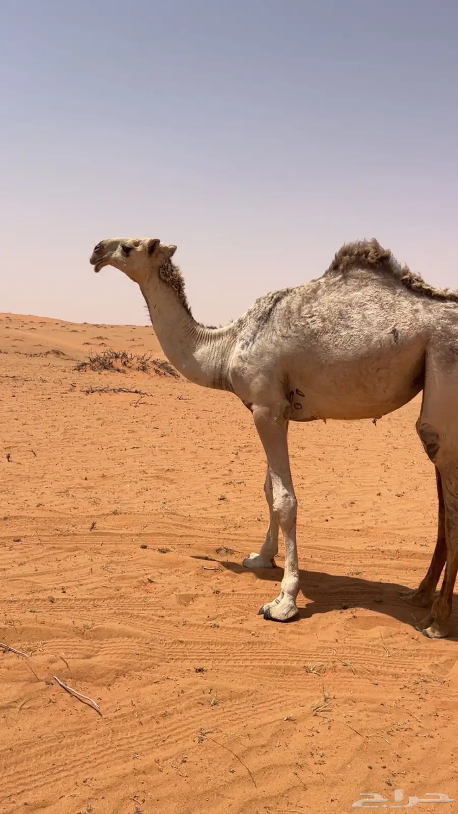 بكره باتليه حقه كفو 2