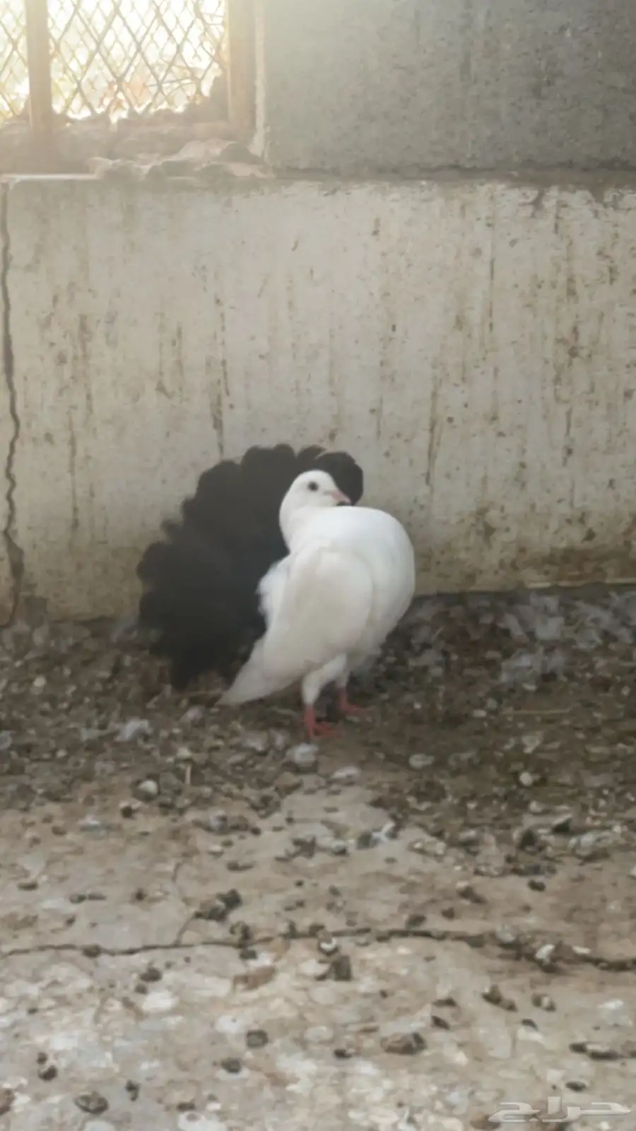حمام هزازي و كنق 0