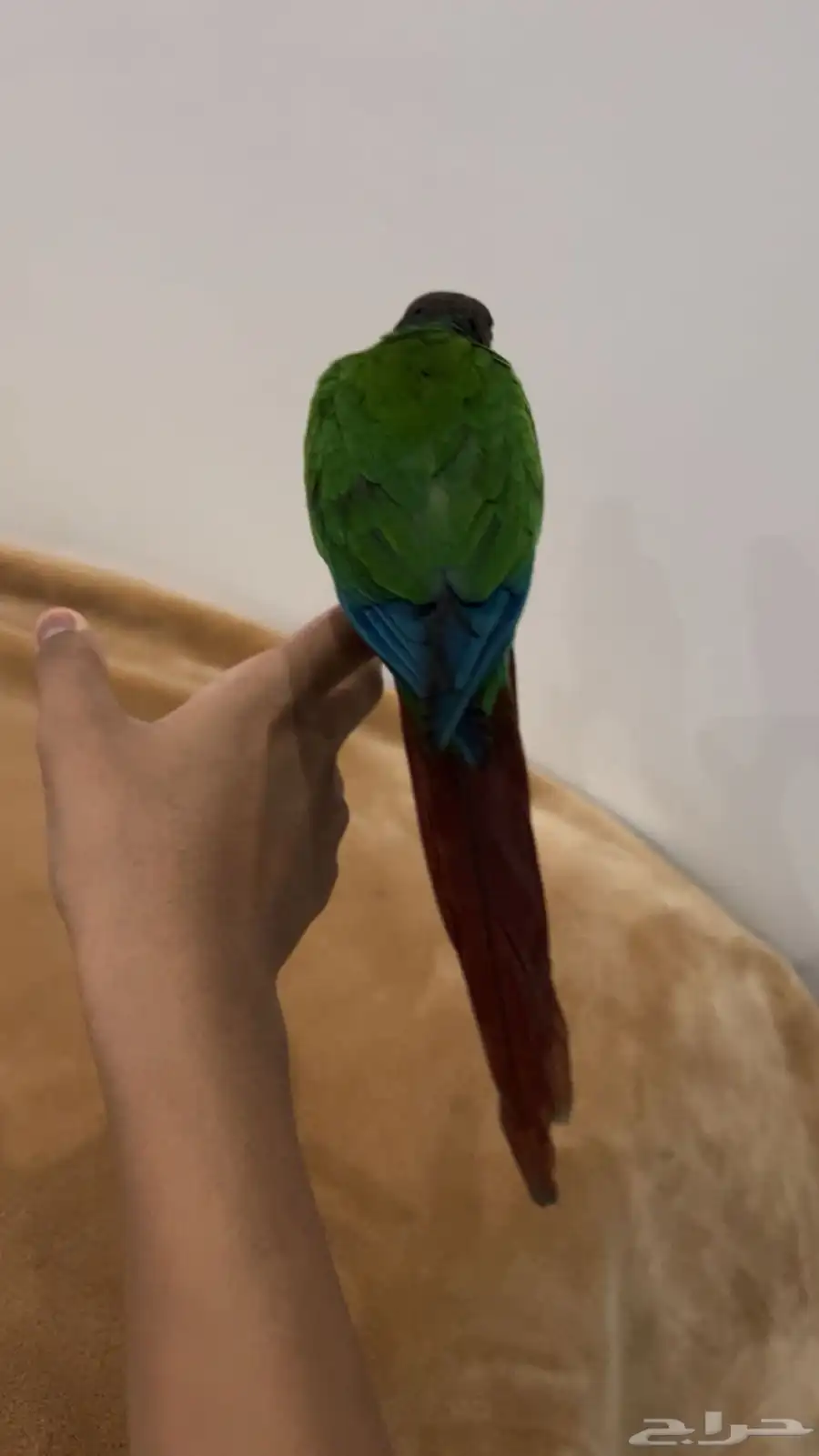 للبيع كنيور 4