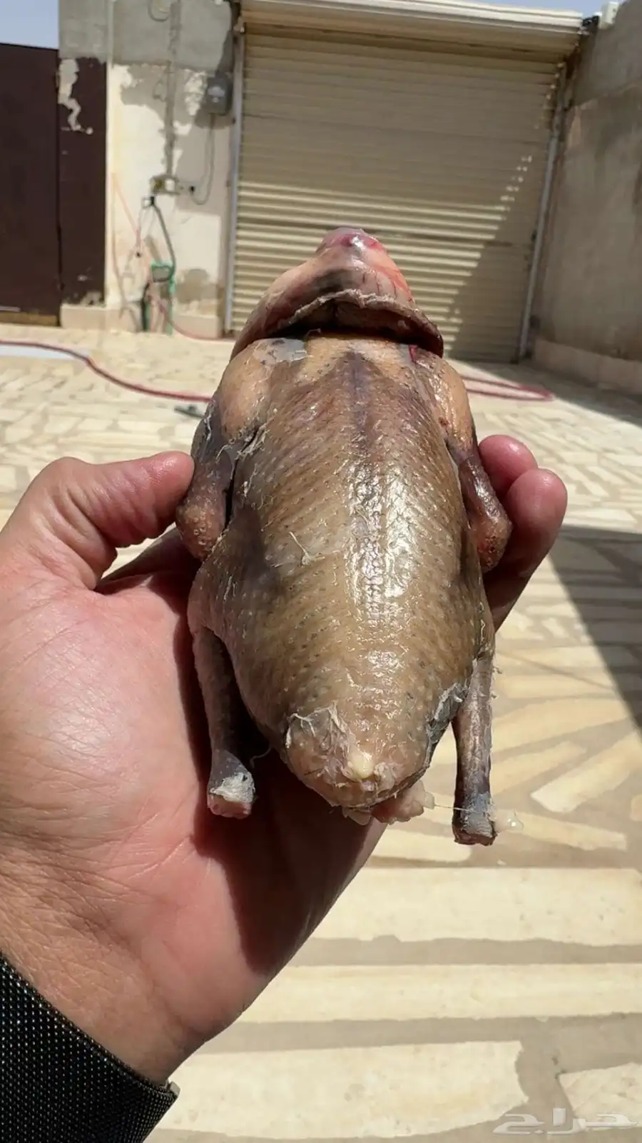 حمام سليطي عيال بعض اعتقد 35 جوز index