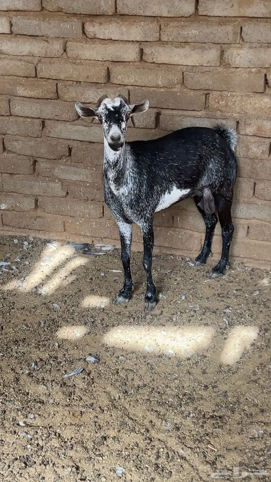 عنز مقنى 1