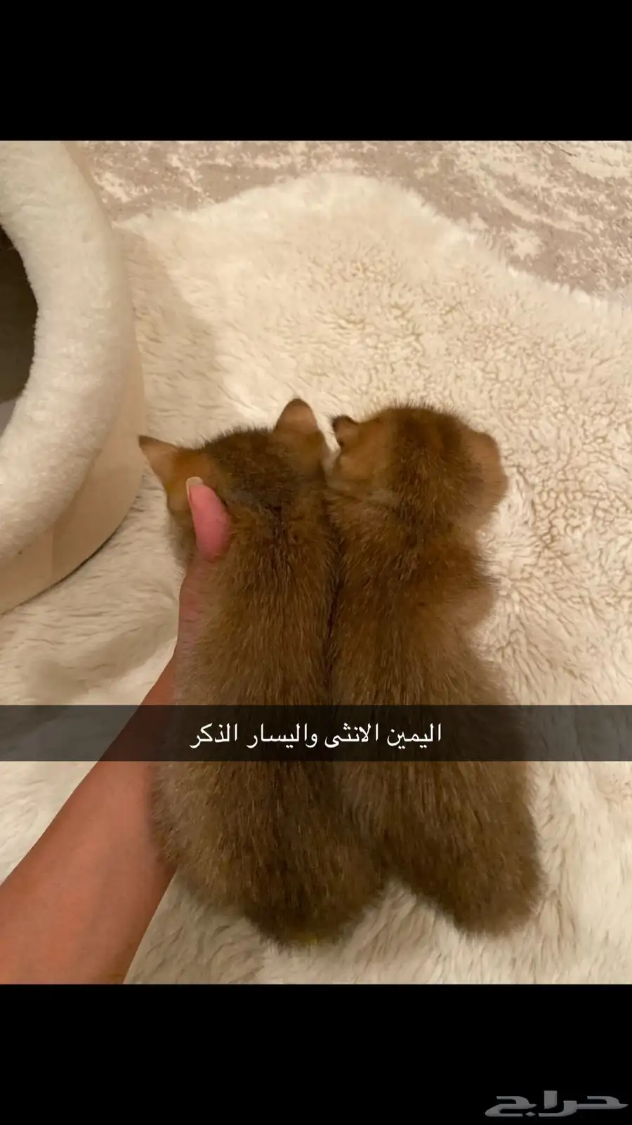 قطط سكوتش للبيع 2
