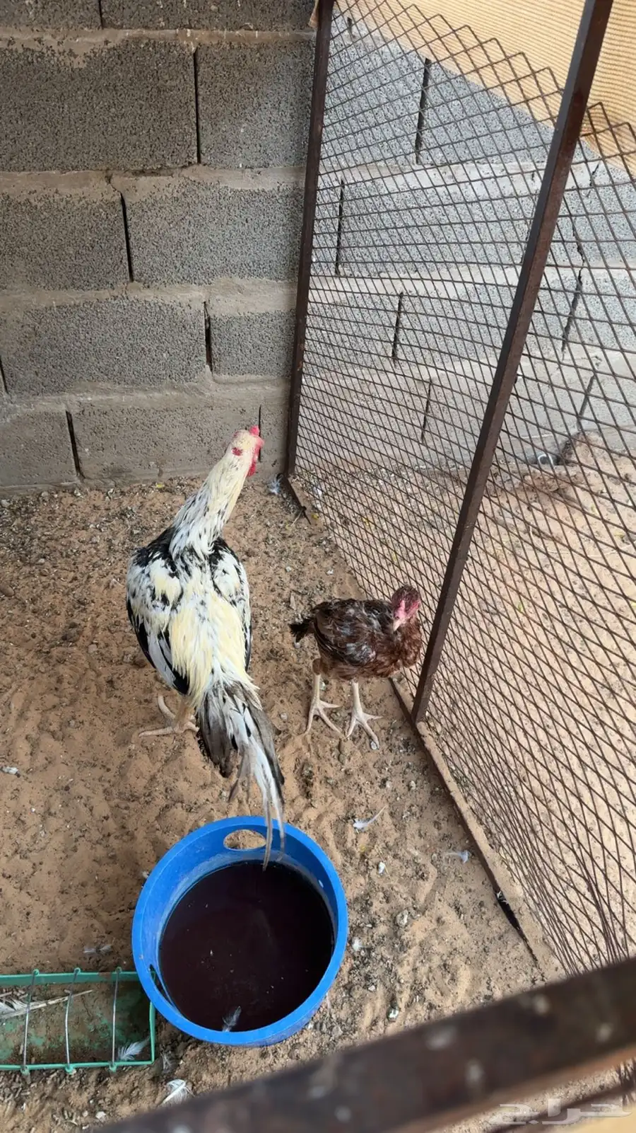 دجاجه وديك فارسي 2