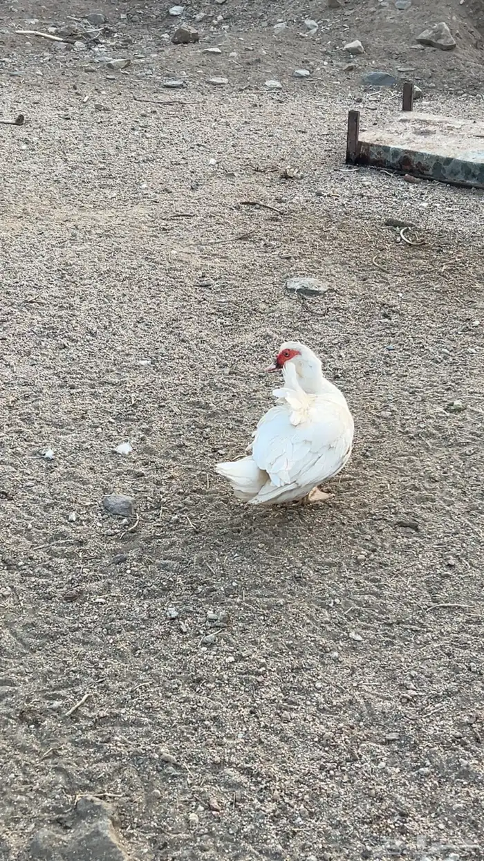 بط بلدي منتج 5