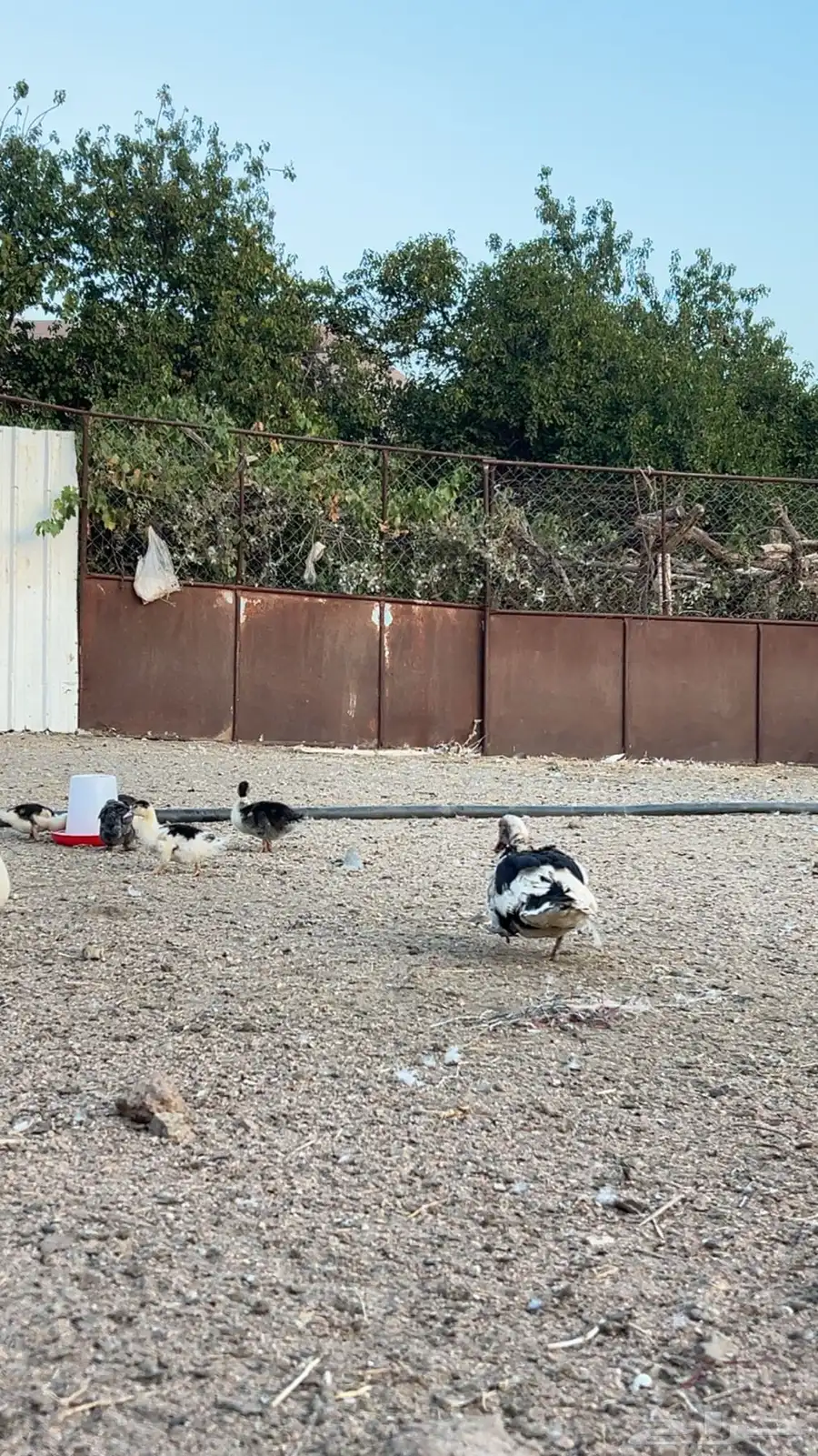بط بلدي منتج 9