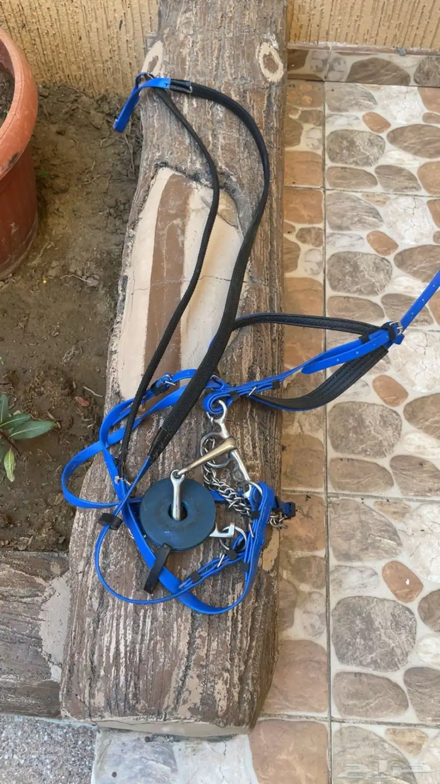 سرج خيل status يجميع ملحقاته 5