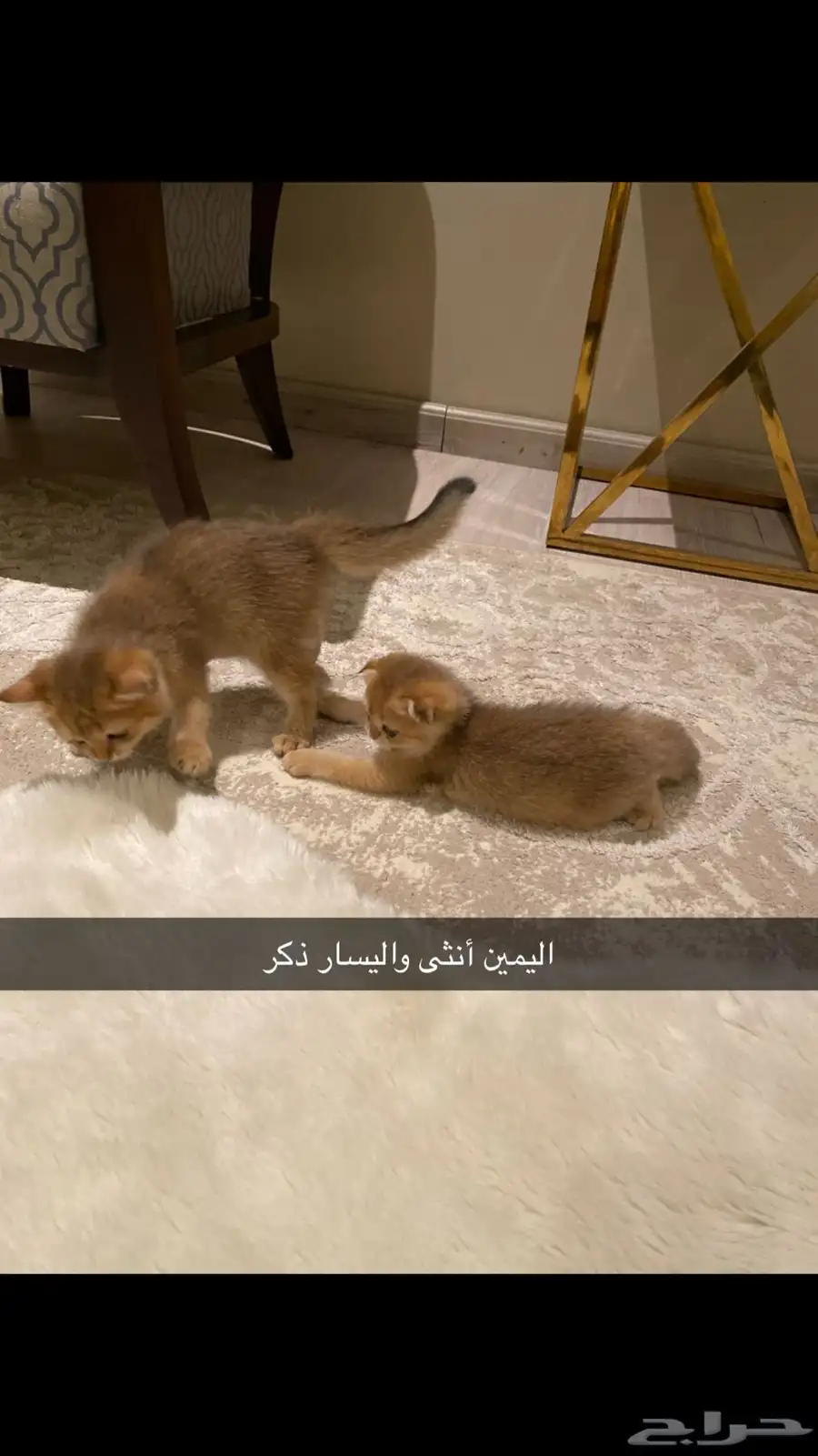 قطط سكوتش للبيع 3