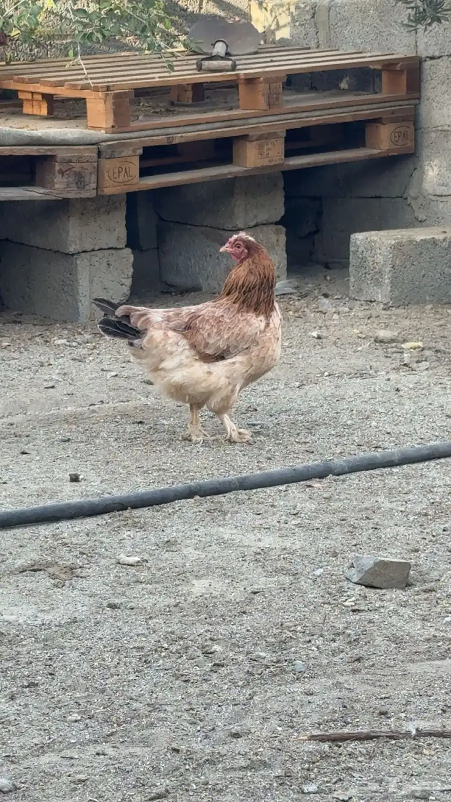 دجاج باكستاني وبراهما 3