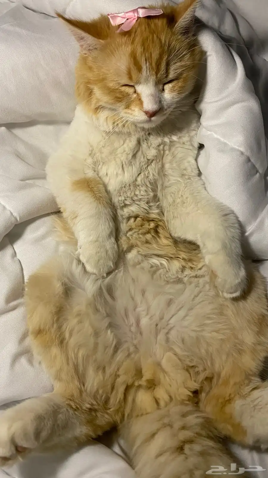 قطط 1