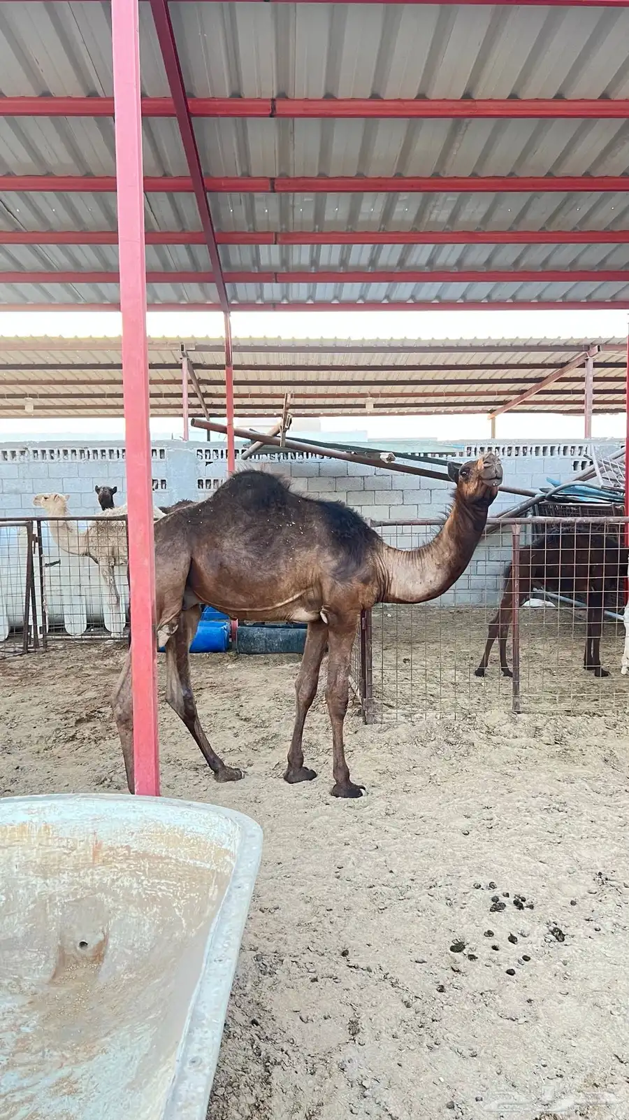 قعدان للبيع 3