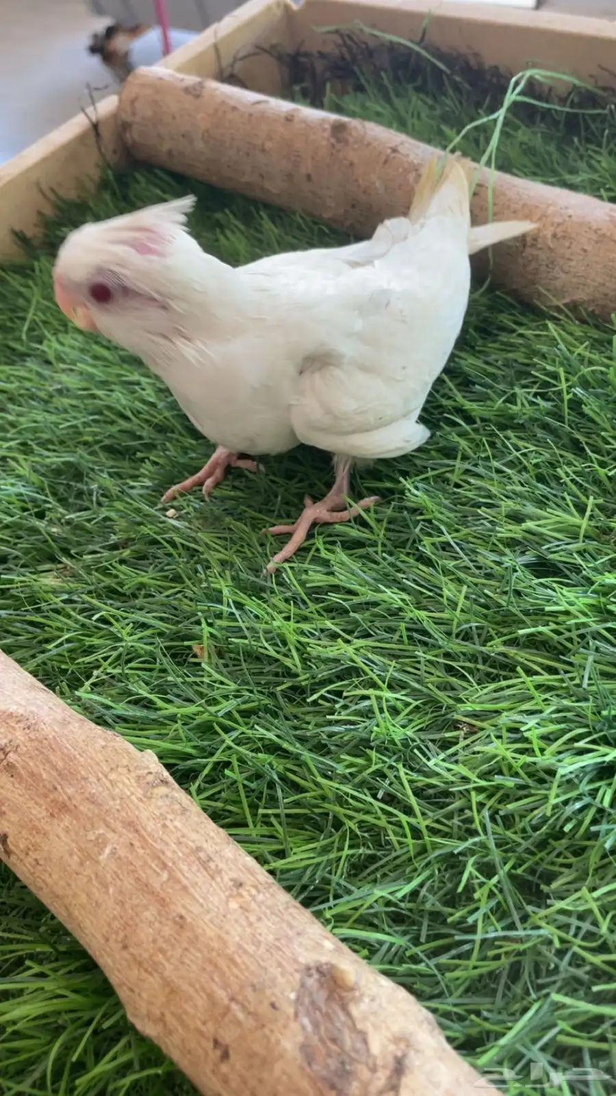 فرخ كروان البينو 3