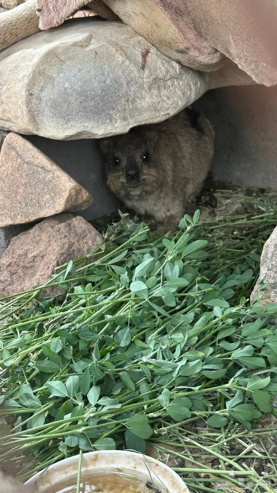وبره بريه 1