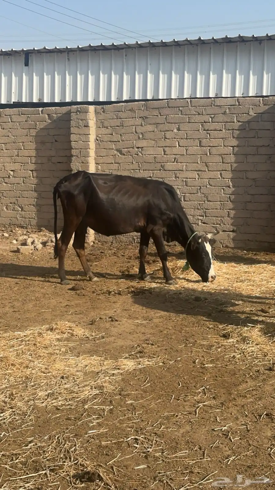 بقر للبيع 11