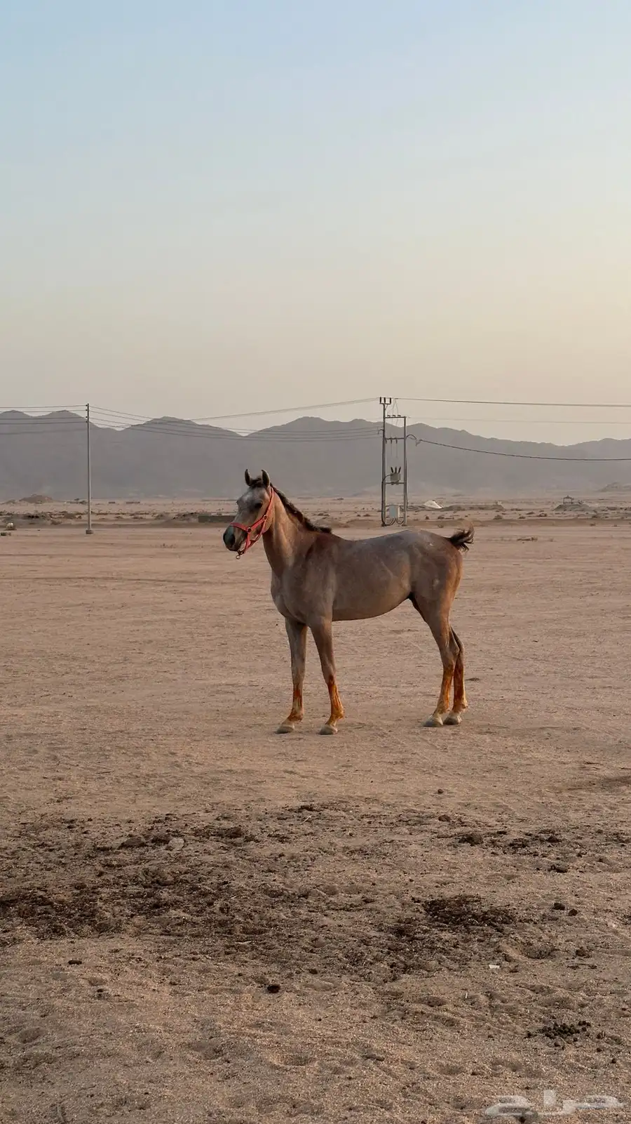 خيل للبيع 0