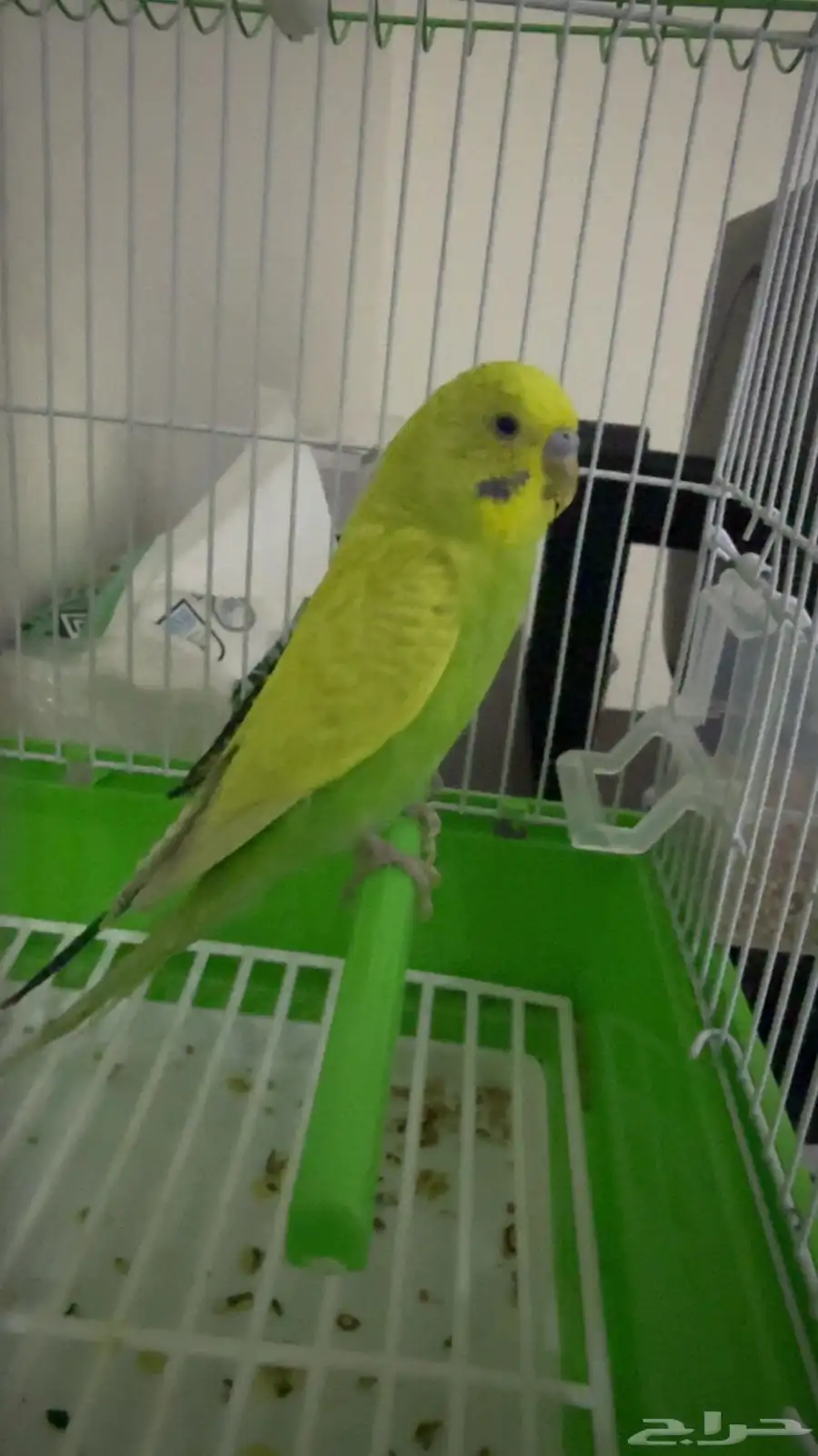 للبيع طيور باجي index