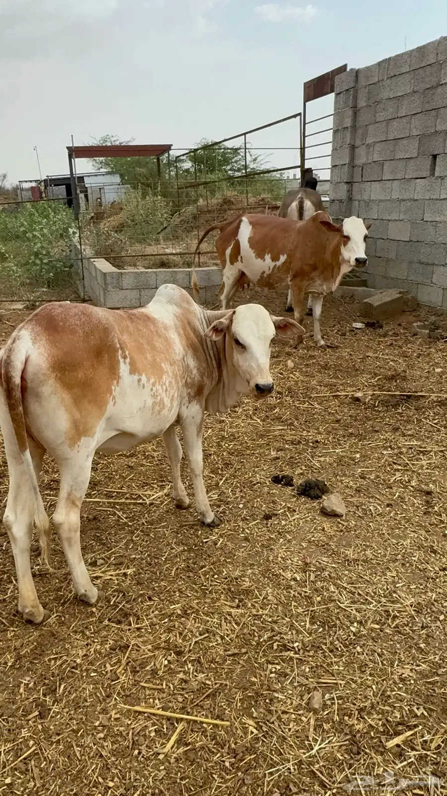 بقر 19