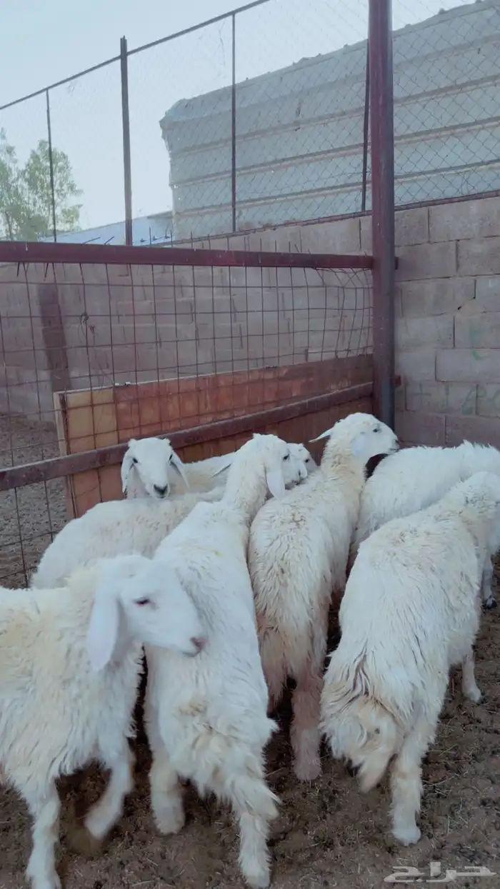 طليان نطيفه بريه ع الشرط ( سلخ وتوصيل ) 3