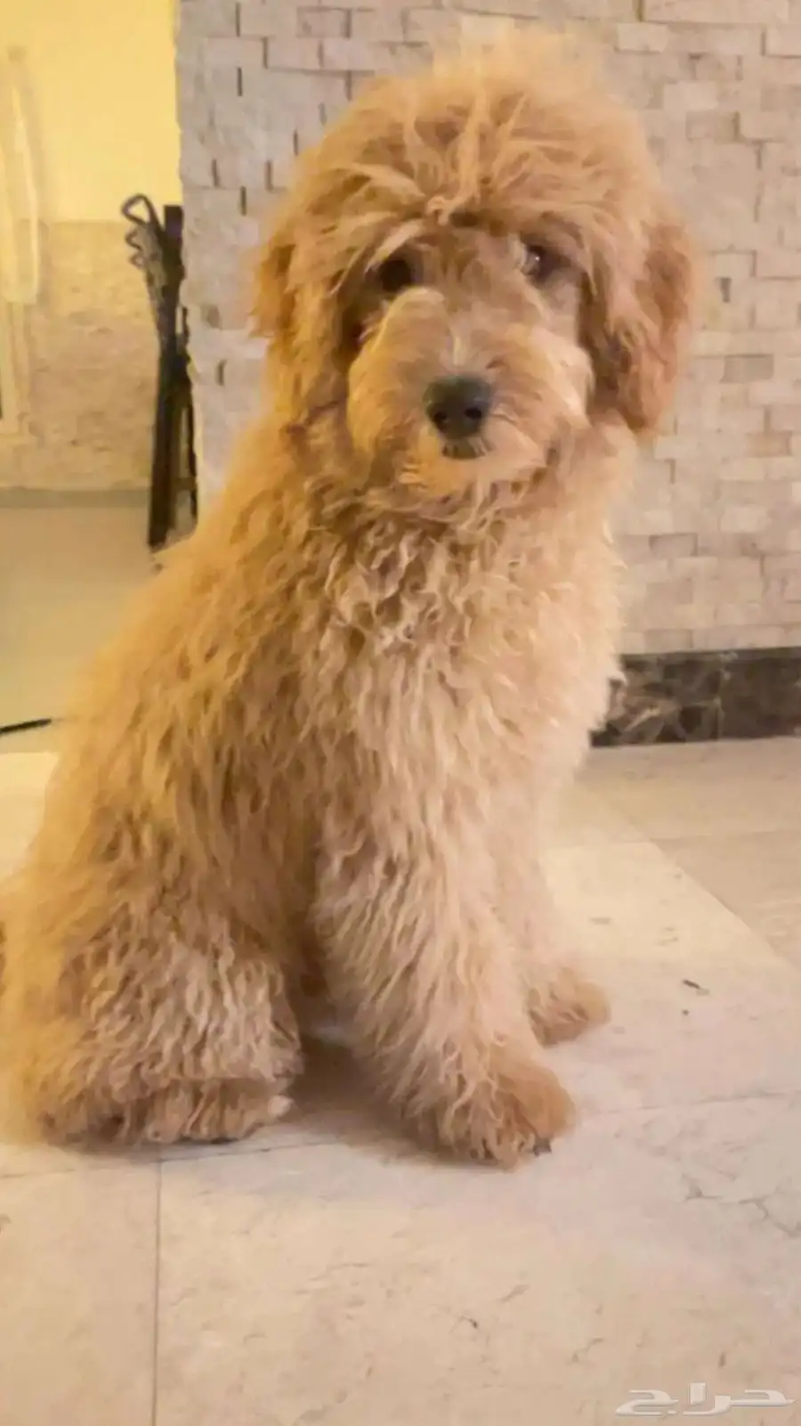كلب قولدين بودل Goldendoodle Dog index