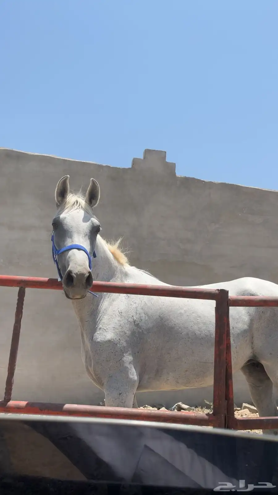 فرس شعبيه معها مهره 0