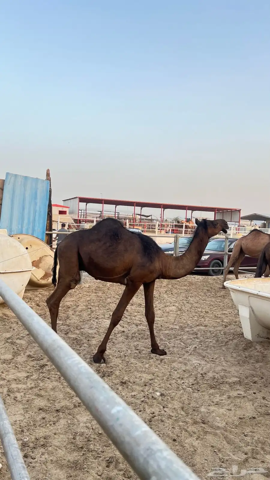 قعدان للبيع 0