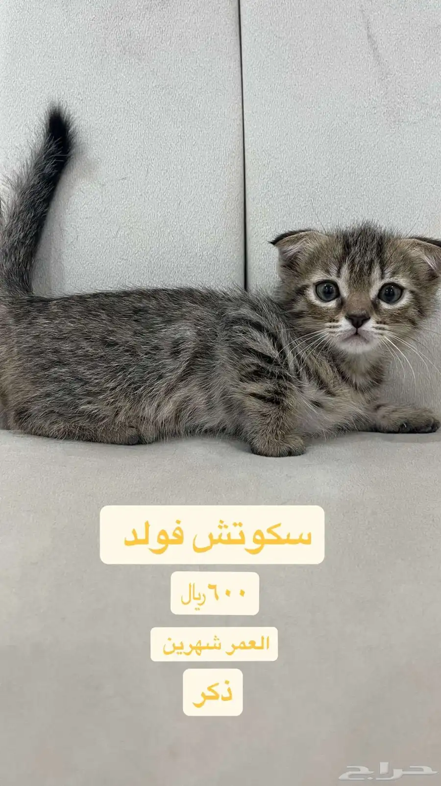 قطط للبيع وا للتبني اسعارهم موجودة بل صور 1
