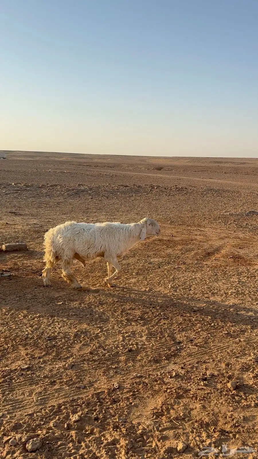 طلي رباع حري 0