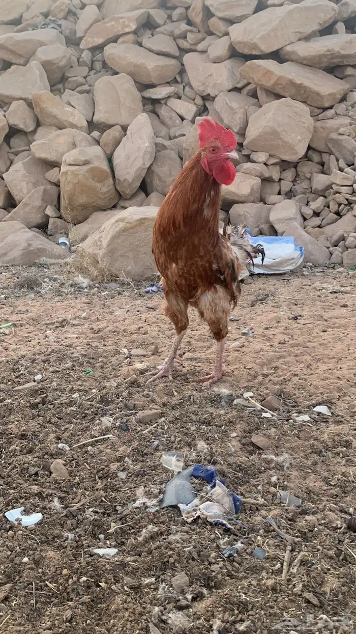 دجاج بلدي و فيومي بياض شرط ورجان 2