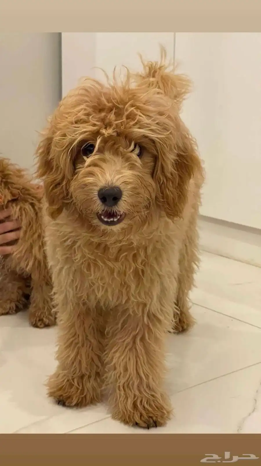 كلب قولدين بودل Goldendoodle Dog index