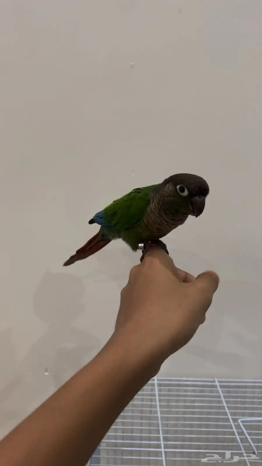 للبيع كنيور 2
