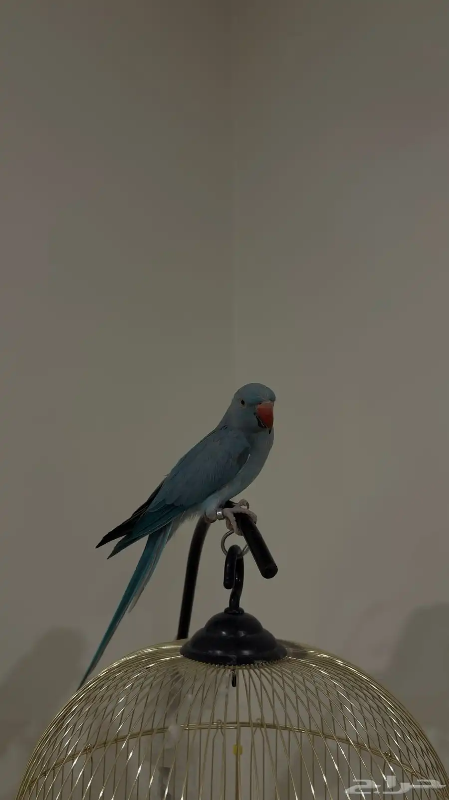 ببغاء الدره 3
