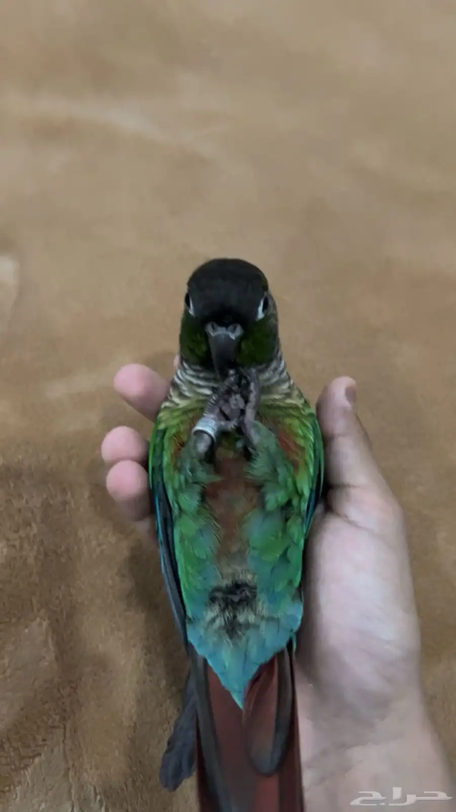 للبيع كنيور 8
