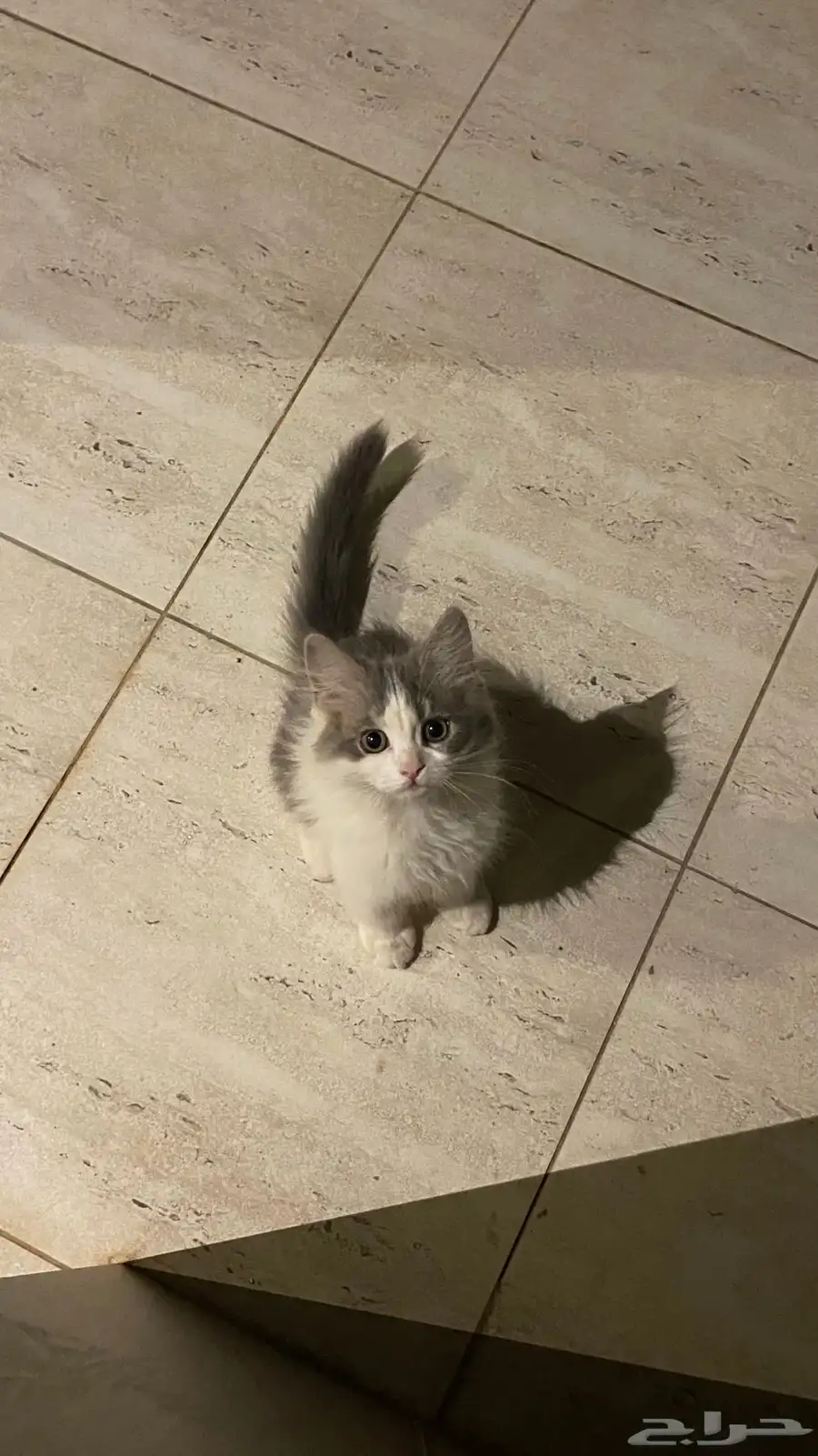 قطط شيرازيه مهجنه 1
