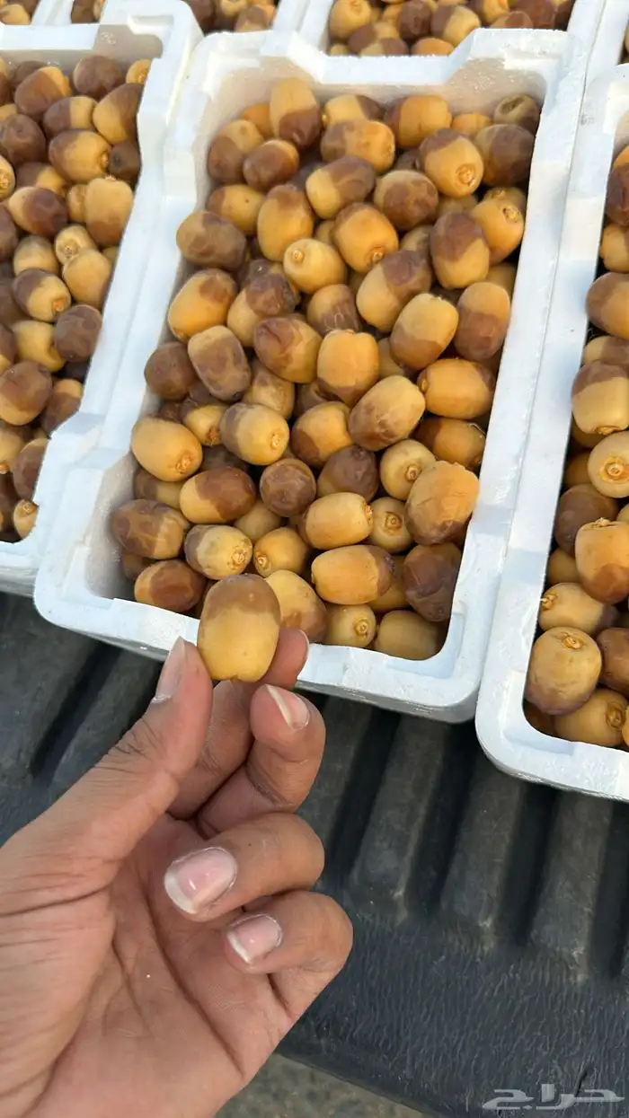 روثانا المدينه المنوره 0