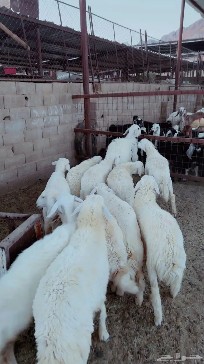 طليان نطيفه بريه ع الشرط ( سلخ وتوصيل ) 0