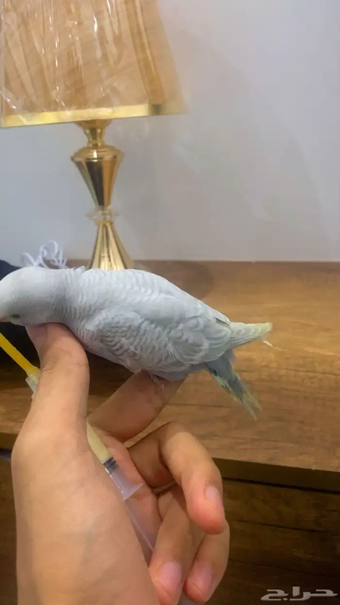 بادجي اليففف 3