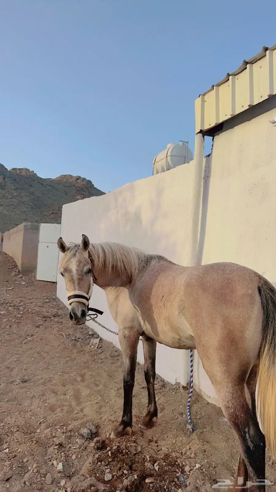 مهره عمره سنتين و المهر سنتين و اربع شهور 2
