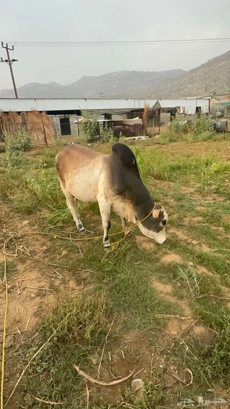 بقر 12