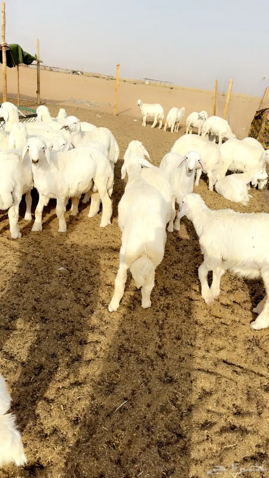 طليان حرري مربوططط 1
