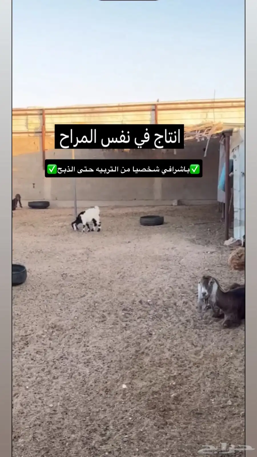 تيوس فاخره عرض خاص 2