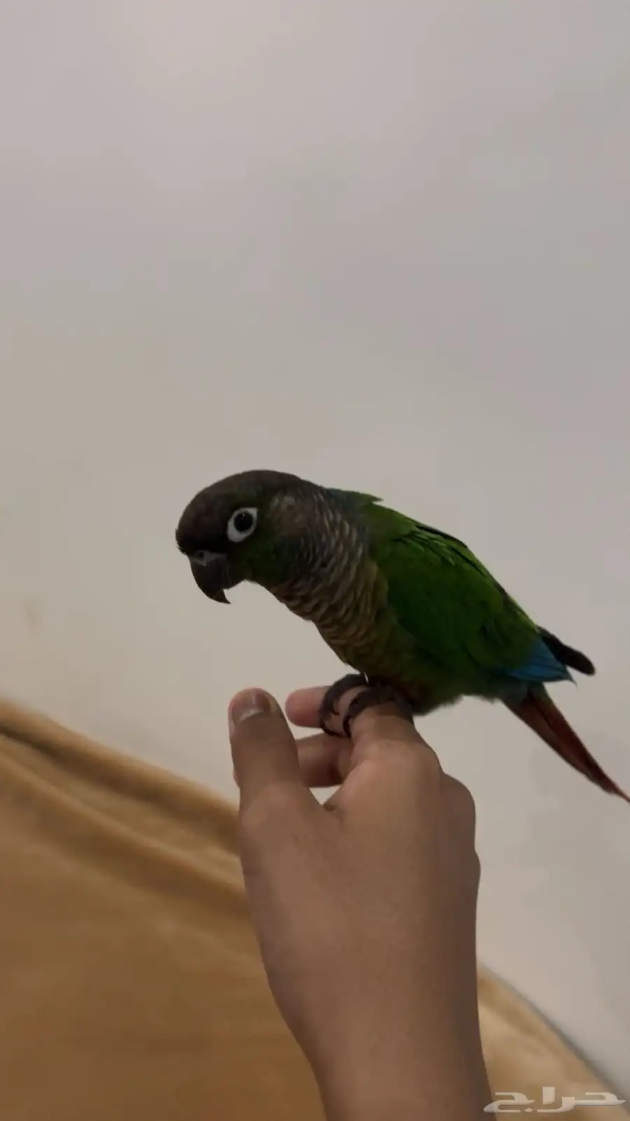 للبيع كنيور 3