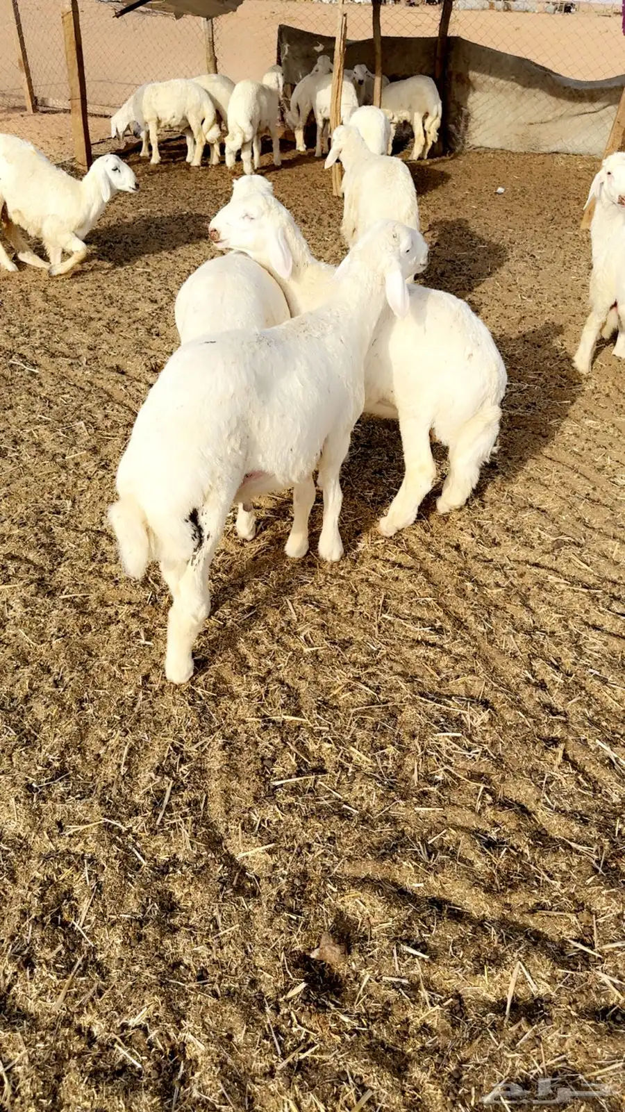 طليان حرري مربوططط 0
